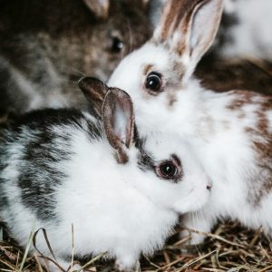 Rescue a rabbit! Enrich your life!