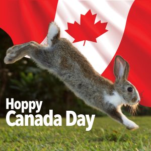 Hoppy Canada Day - a rabbit jumps in front of a Canadian flag